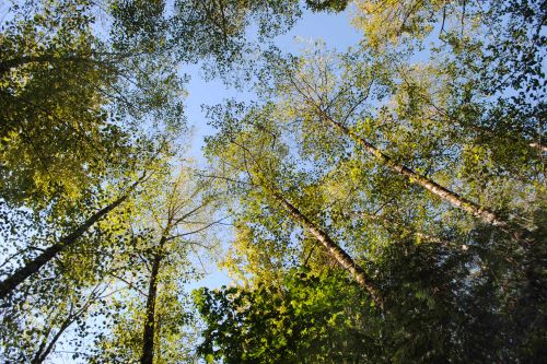 Trees