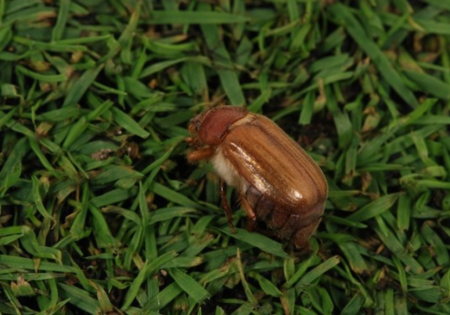 Chafer beetle