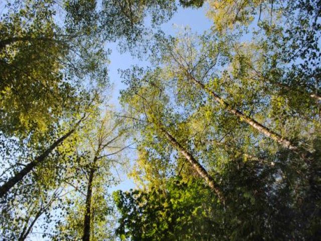 trees