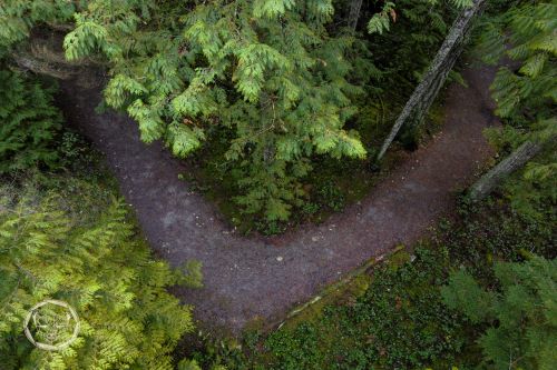pathway through forest