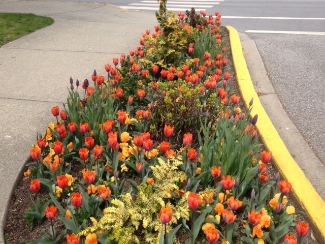 flower garden