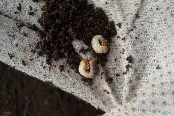 photo of three grubs on soil.