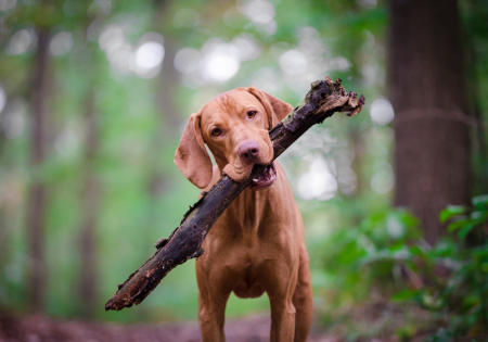 Dog on trail