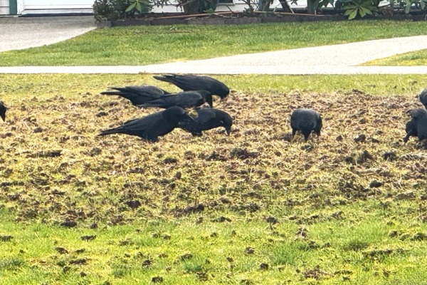 crows picking at an unhealthy lawn.